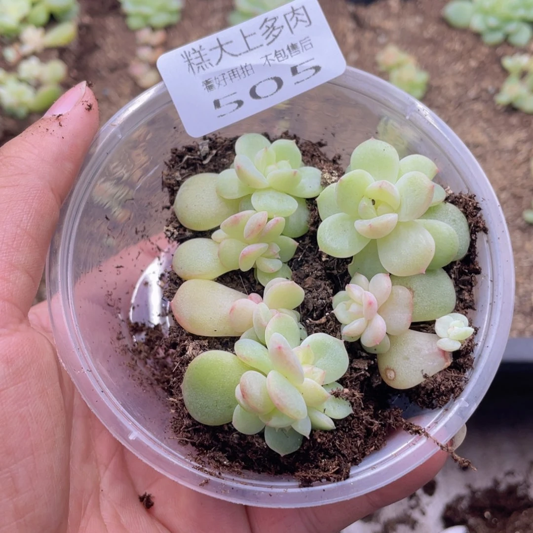 糕大上多肉植物505