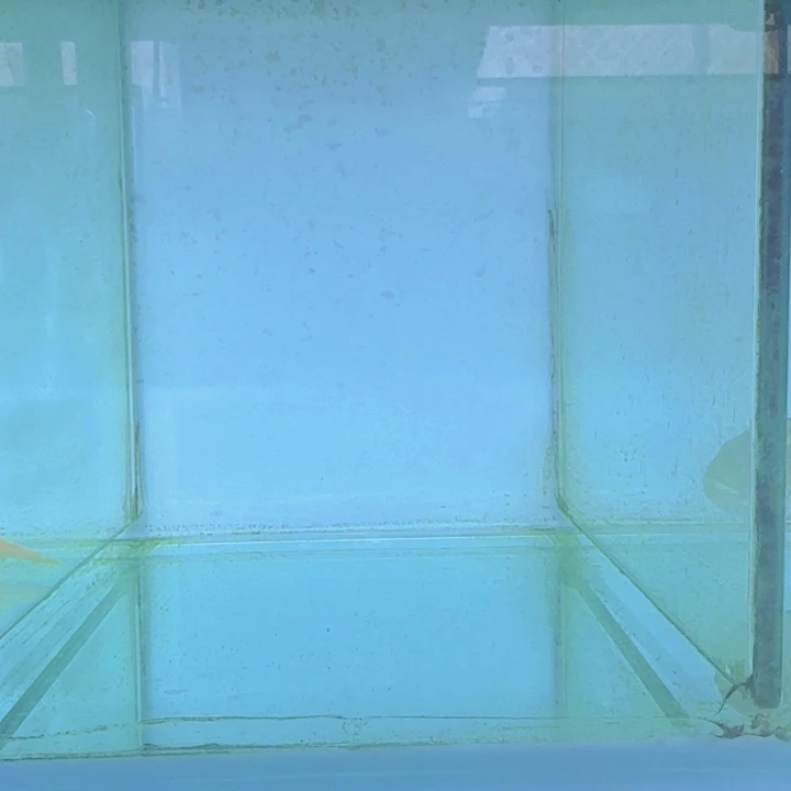 海水610号野生白金豹皮