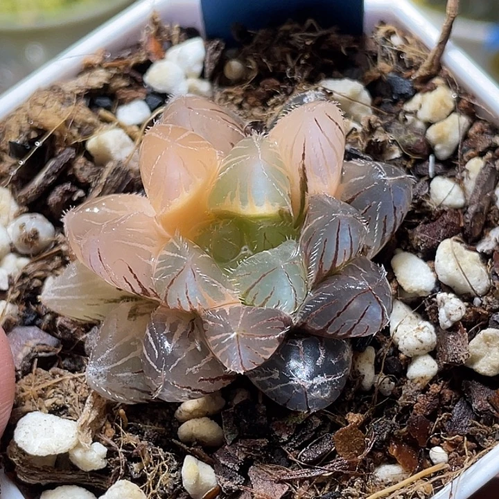 595粉赤线锦福利一物