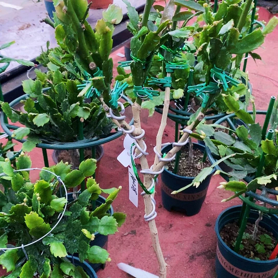 翎***尘完全开放福利款树型