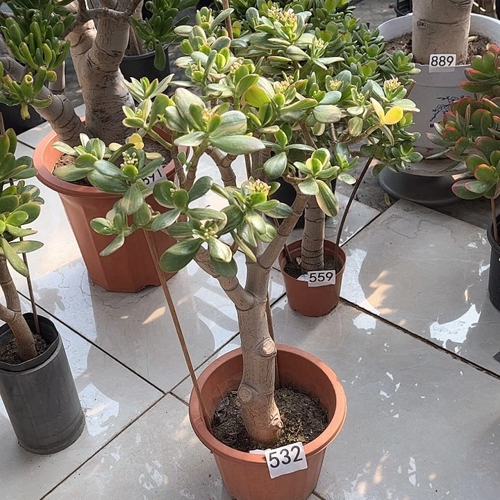 三色花月独杆老桩