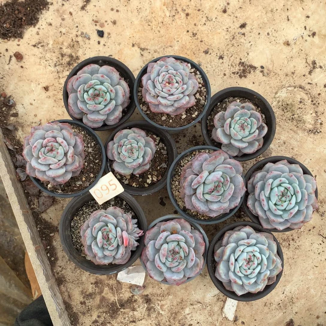 石榴籽哈哈哈哈哈哈哈哈