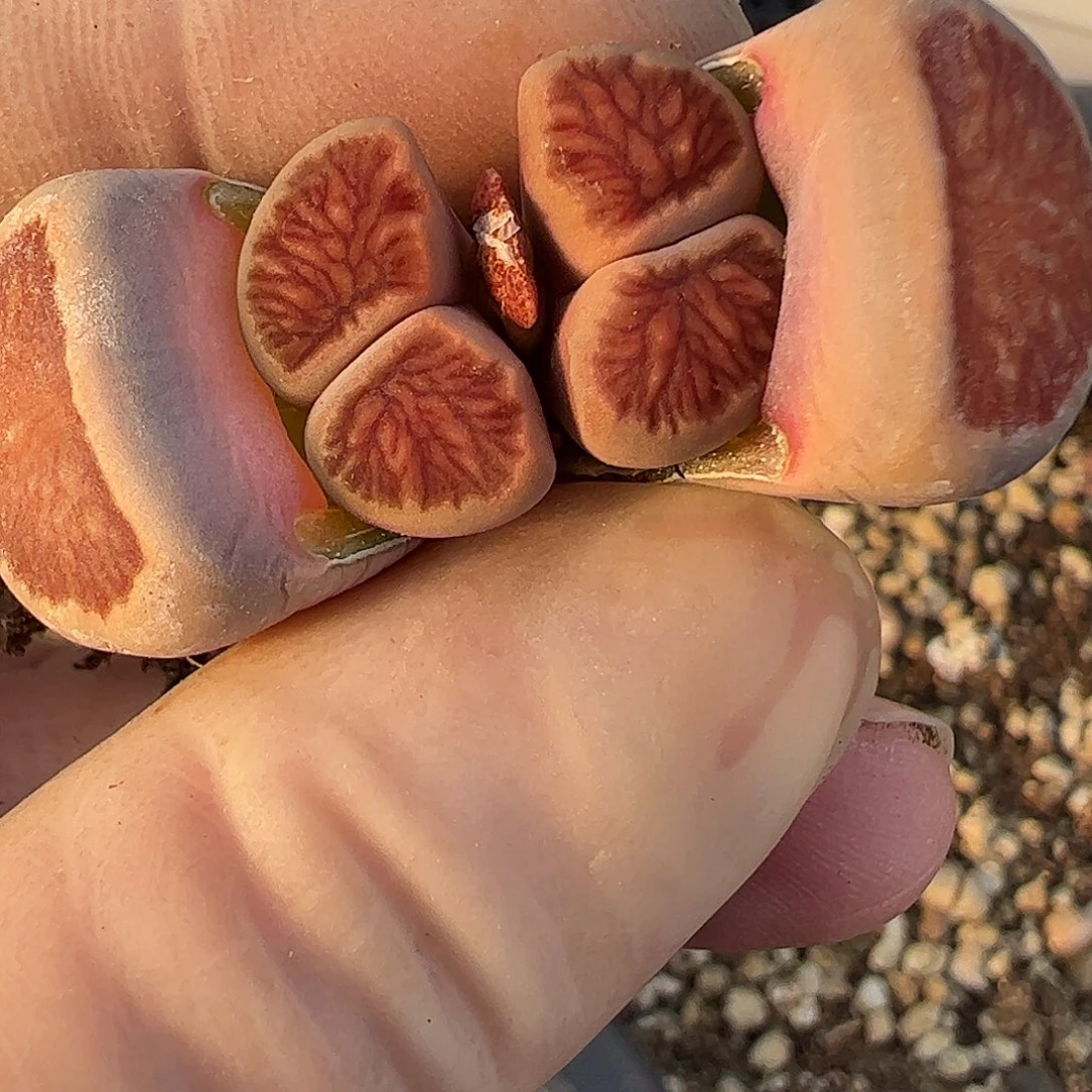 在****愈红窗菊一颗？…………………………