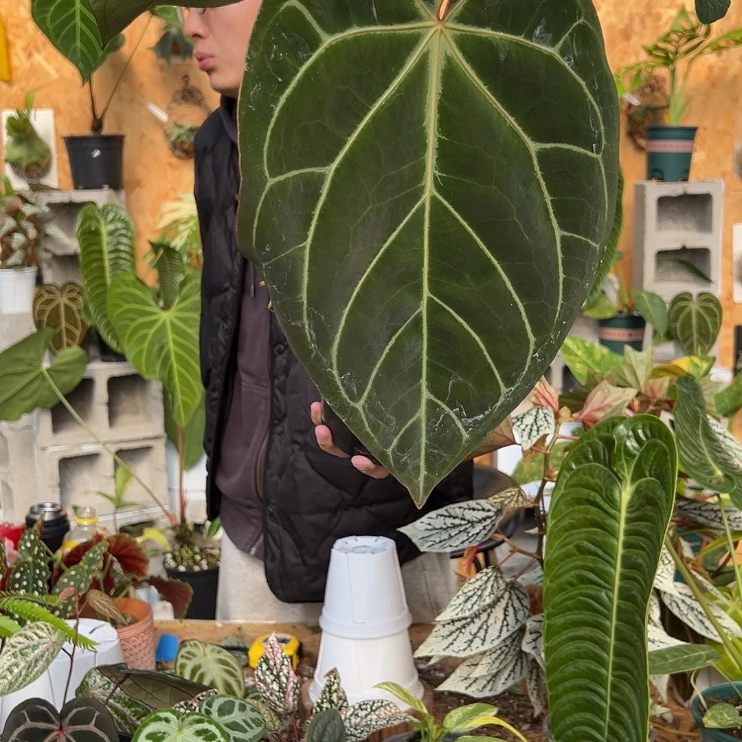 完全开放C04老桩花烛