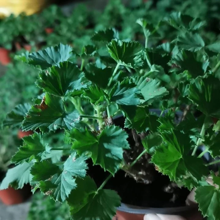 当前无花栽培后可以开花教皇