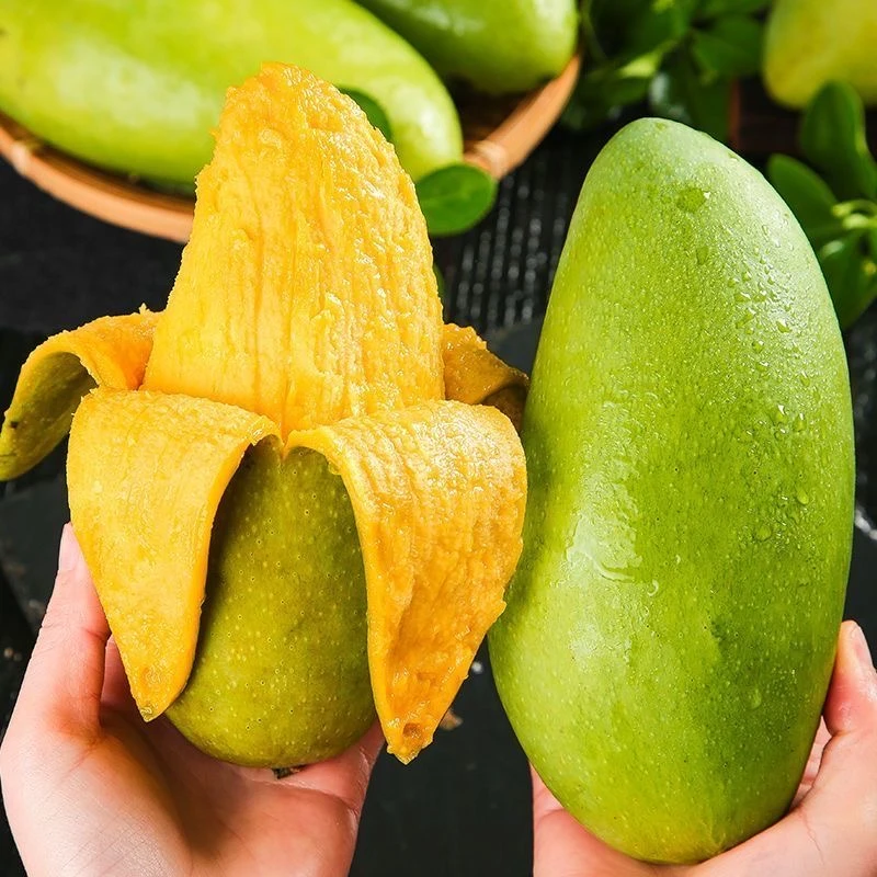【催熟食用】海南特产金煌芒新鲜应季热带芒果