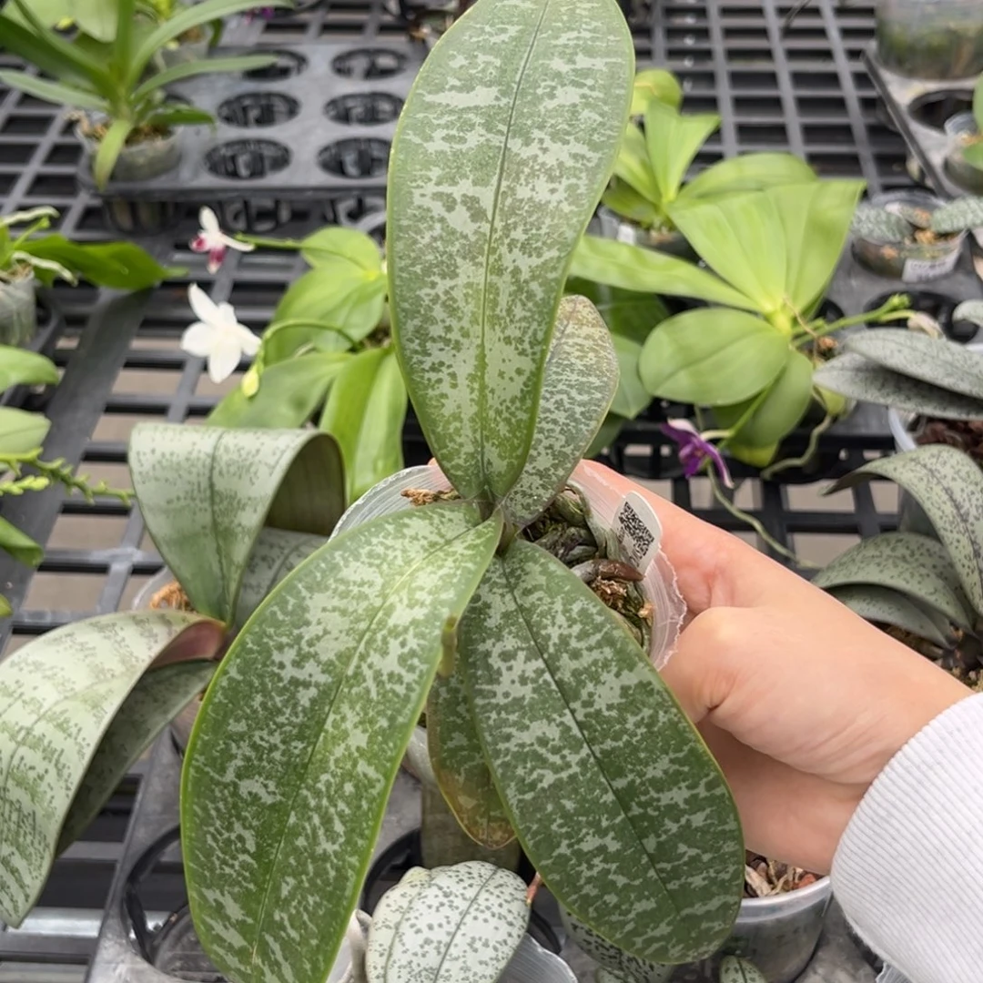 无花朵2.5寸22in抽梗