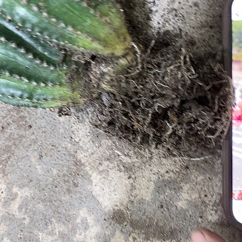 多头红金刚，257886456