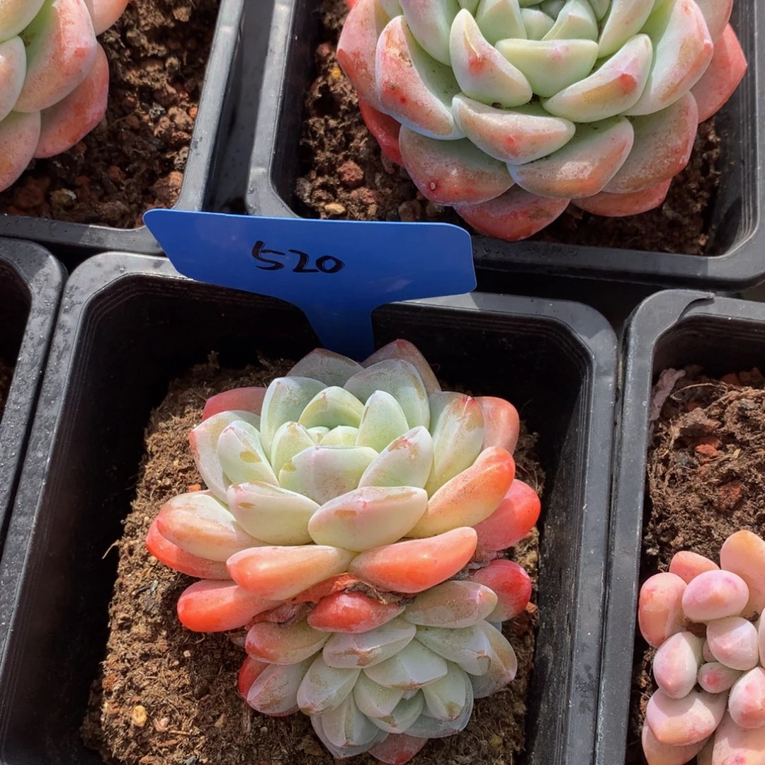 冰玉72626266263366363