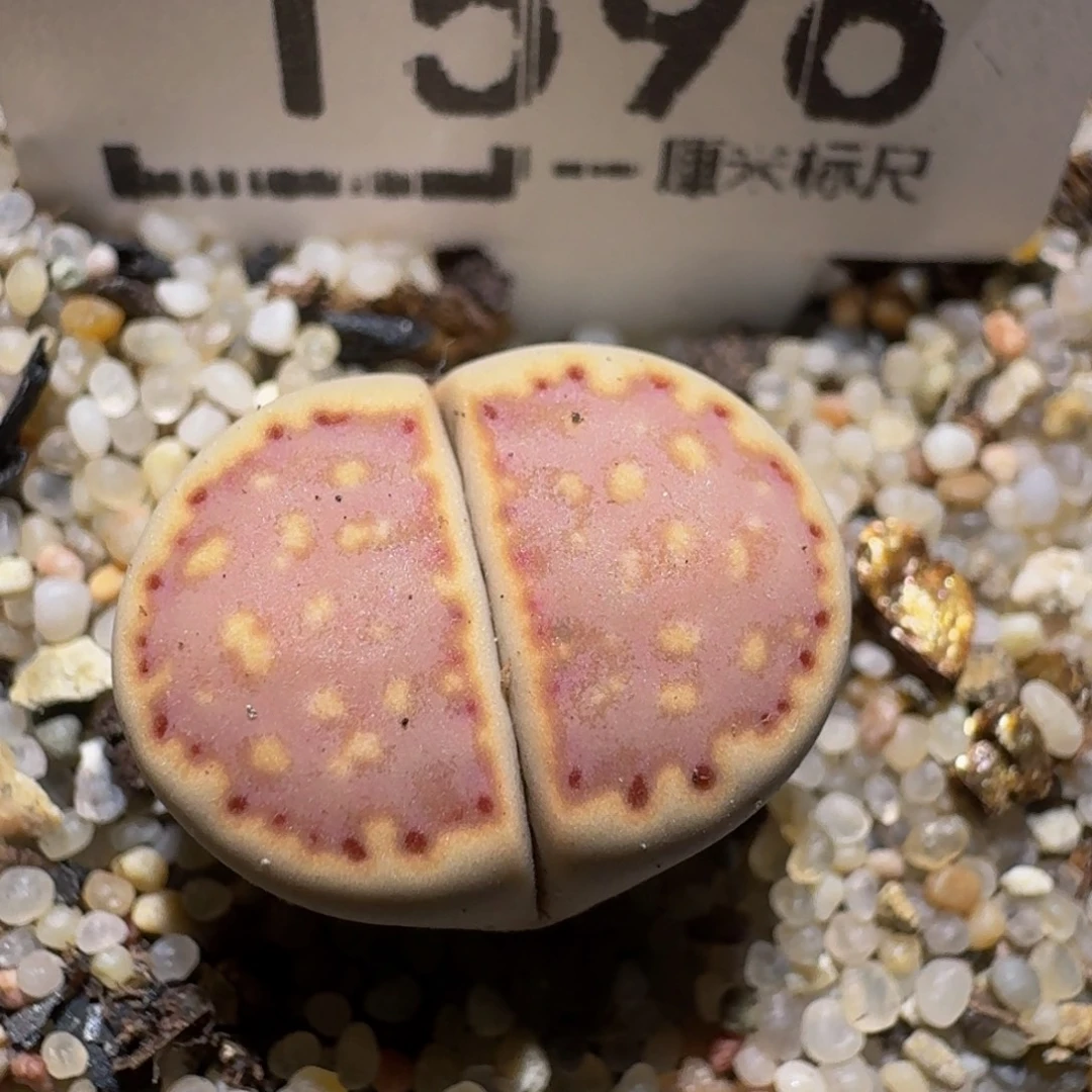 zZzz生石花肉锥1596