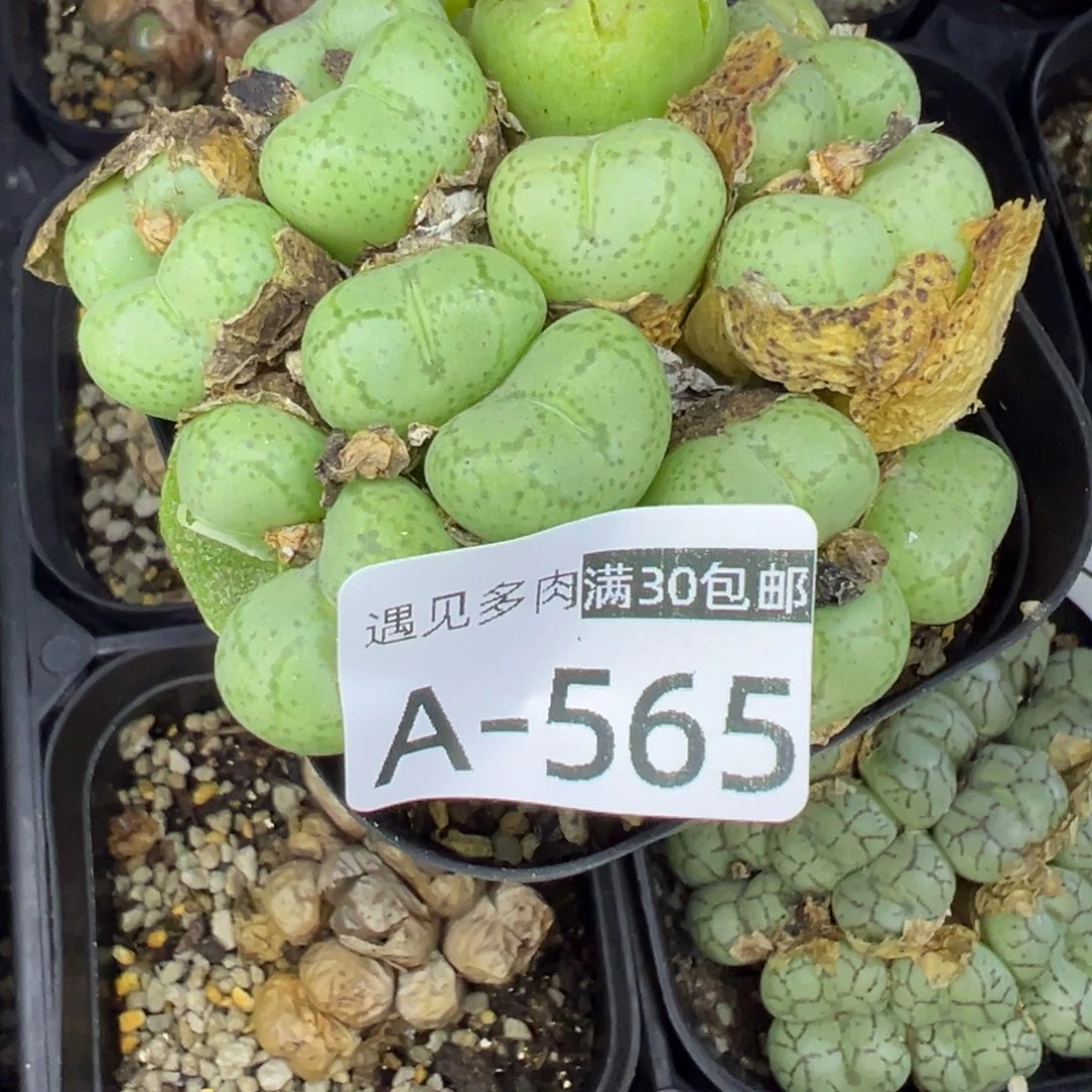 多肉植物1111111111111