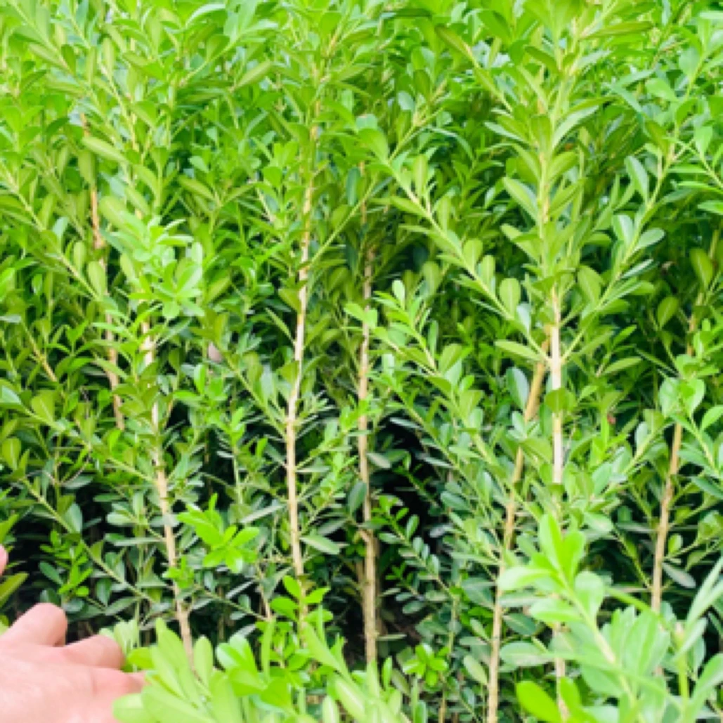 沂蒙山小叶瓜子黄杨树苗耐旱耐旱山蚂蟥瘤枝卫矛绿植动作