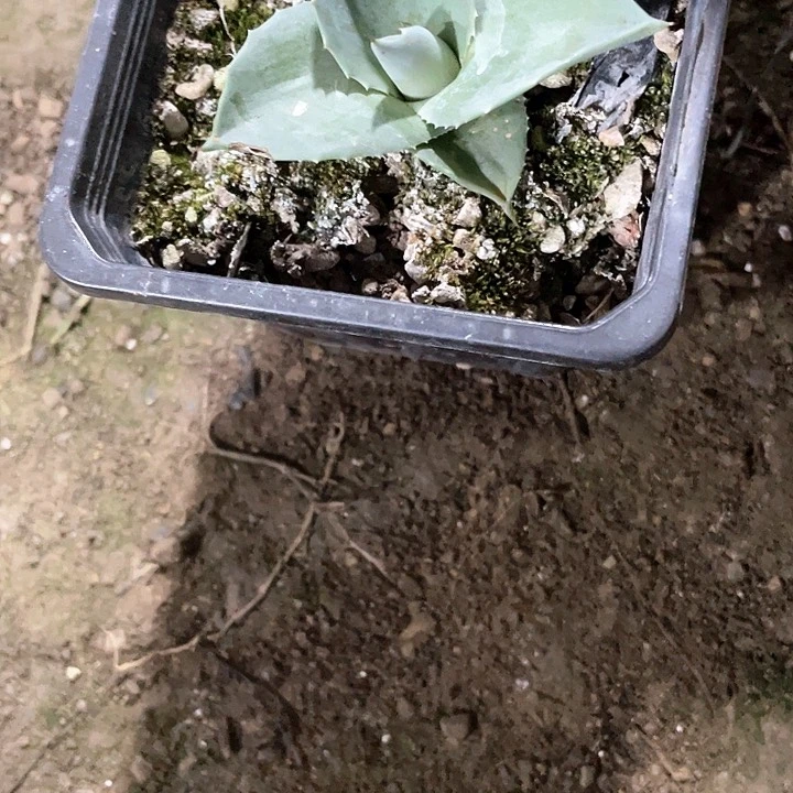 无花朵?****?龙舌兰绿色