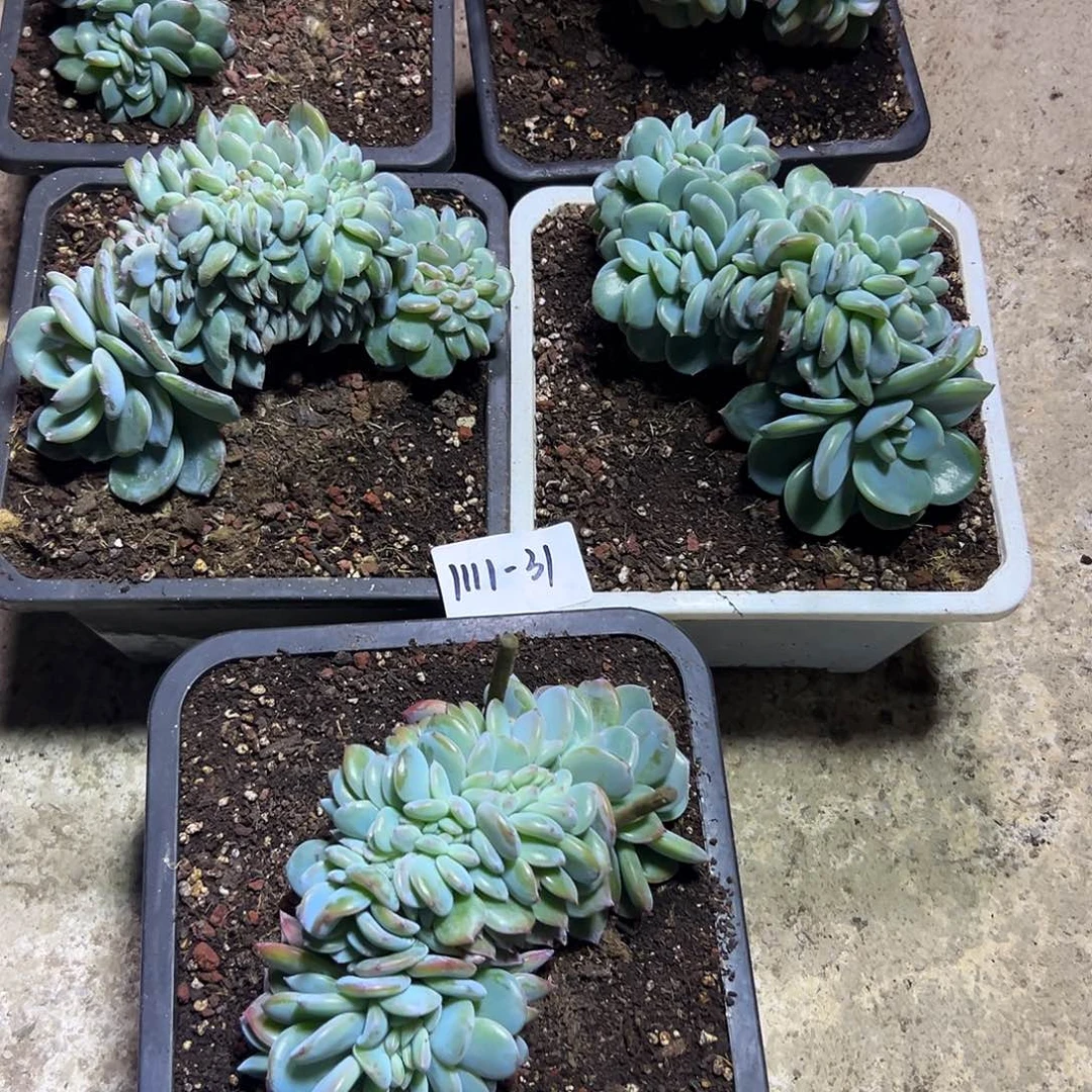 1111-31凤橙缀化多肉随机