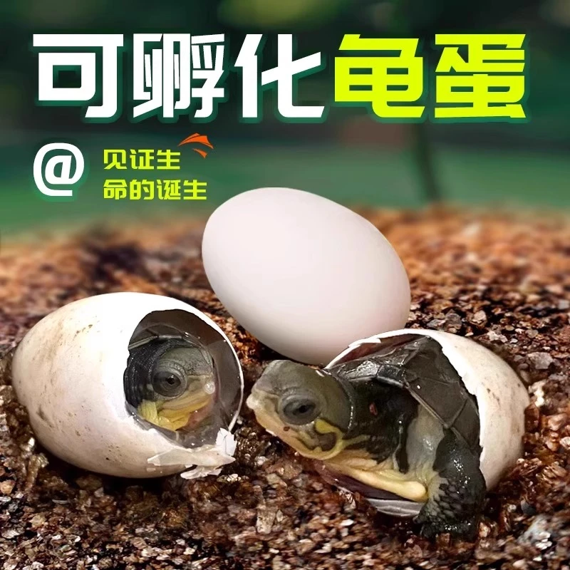 乌龟活物乌龟蛋可孵化中华草龟适合家养的草龟蛋长寿认主龟蛋包出