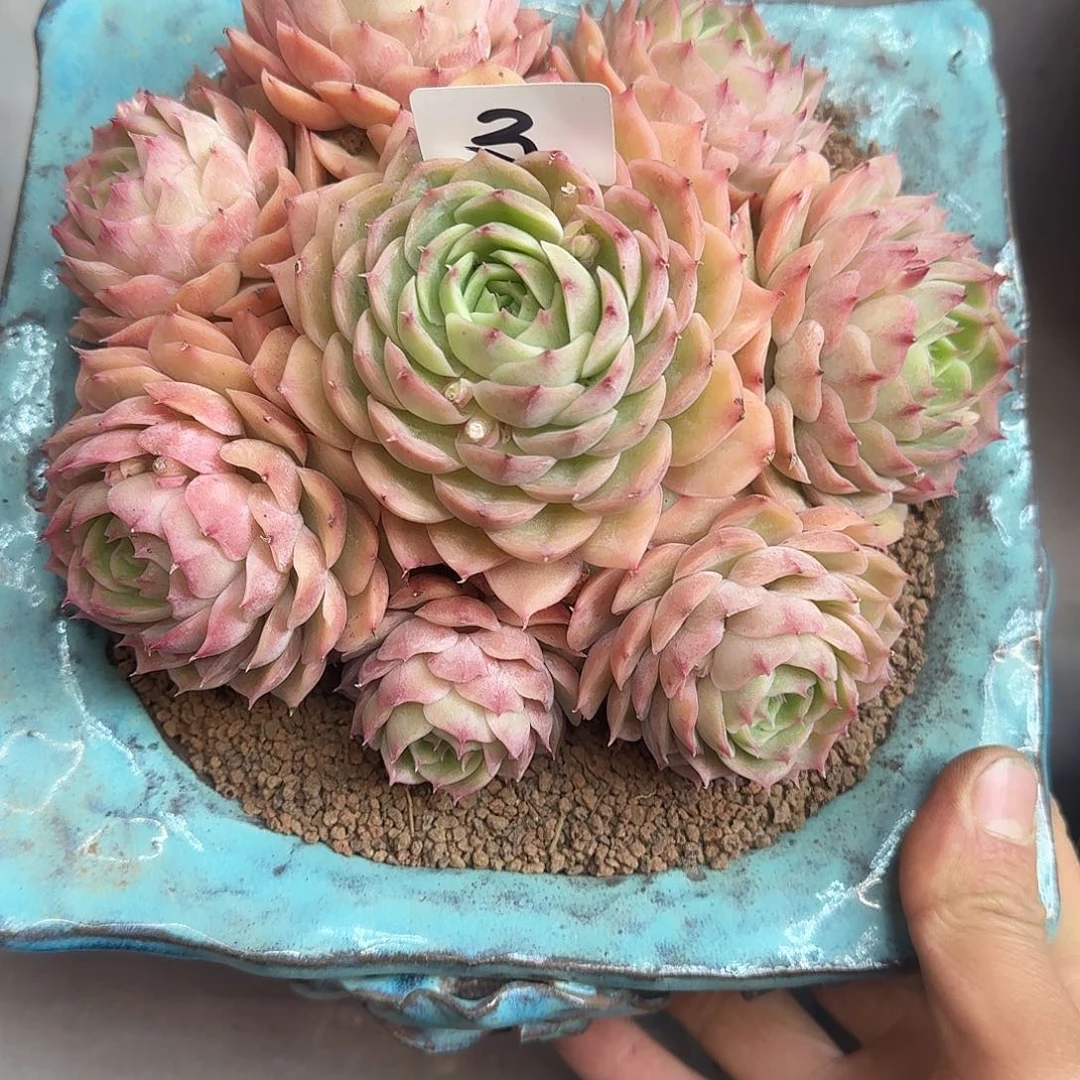 开**煮3 号昂斯诺多肉0000000000