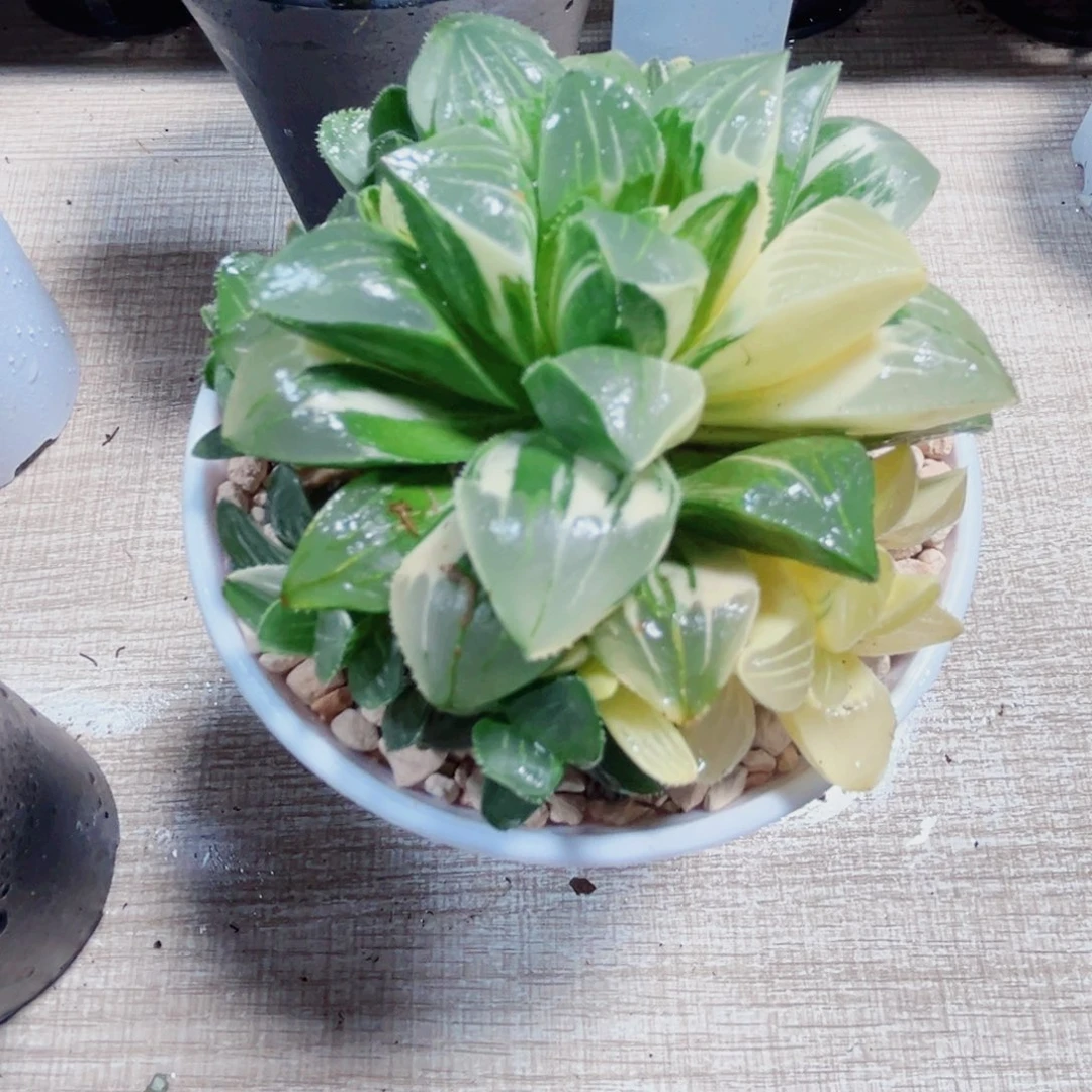 姬寿锦多肉植物6666