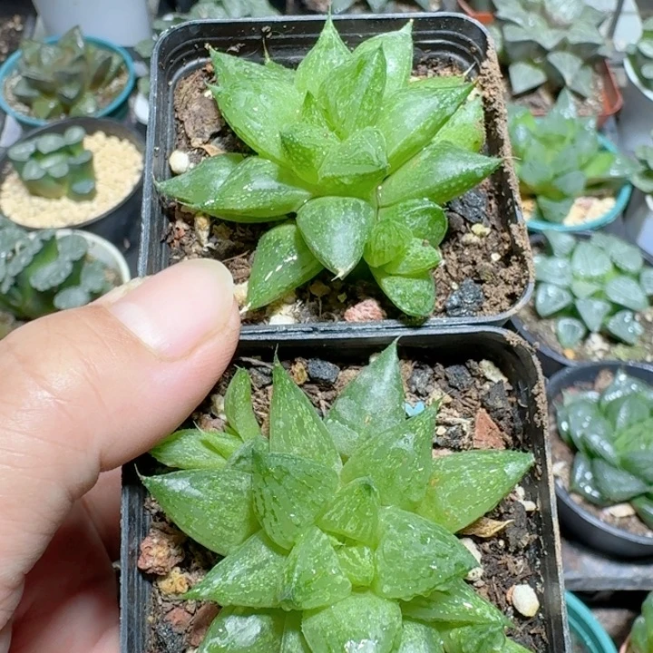十二卷玉露水晶寿2盆