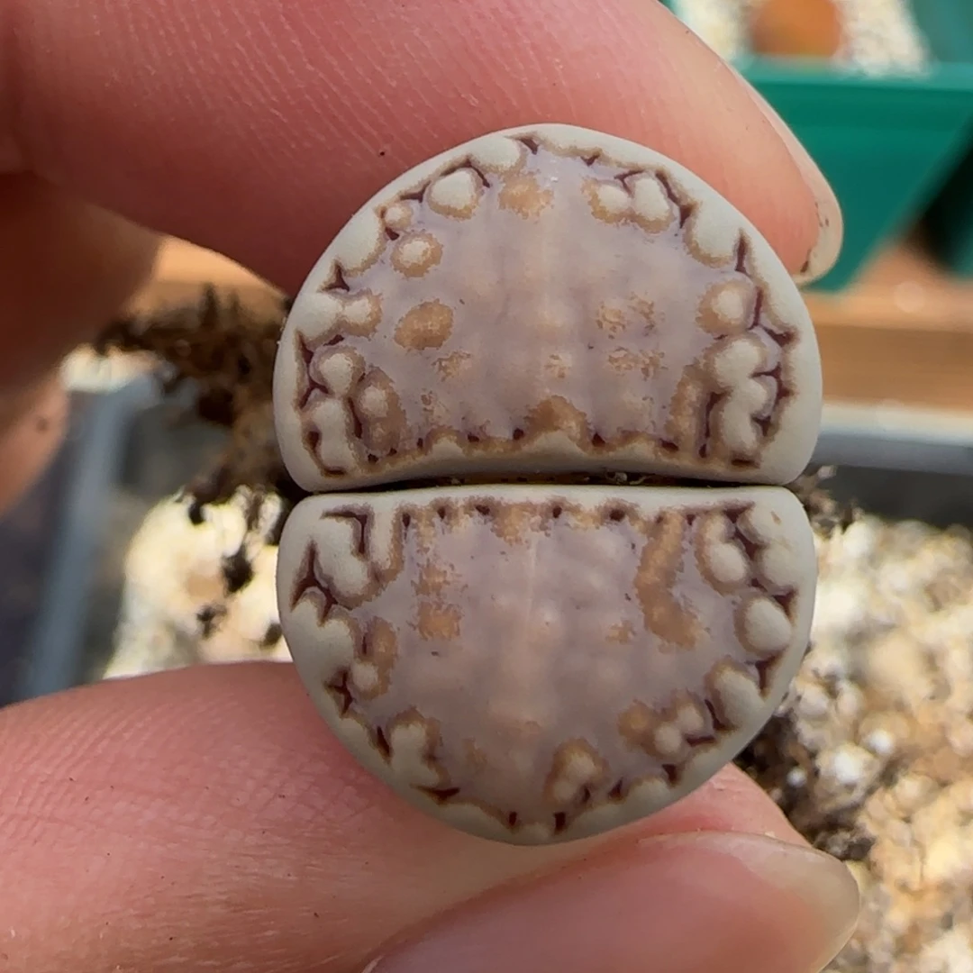 6.26。。。217饼干。。。2024