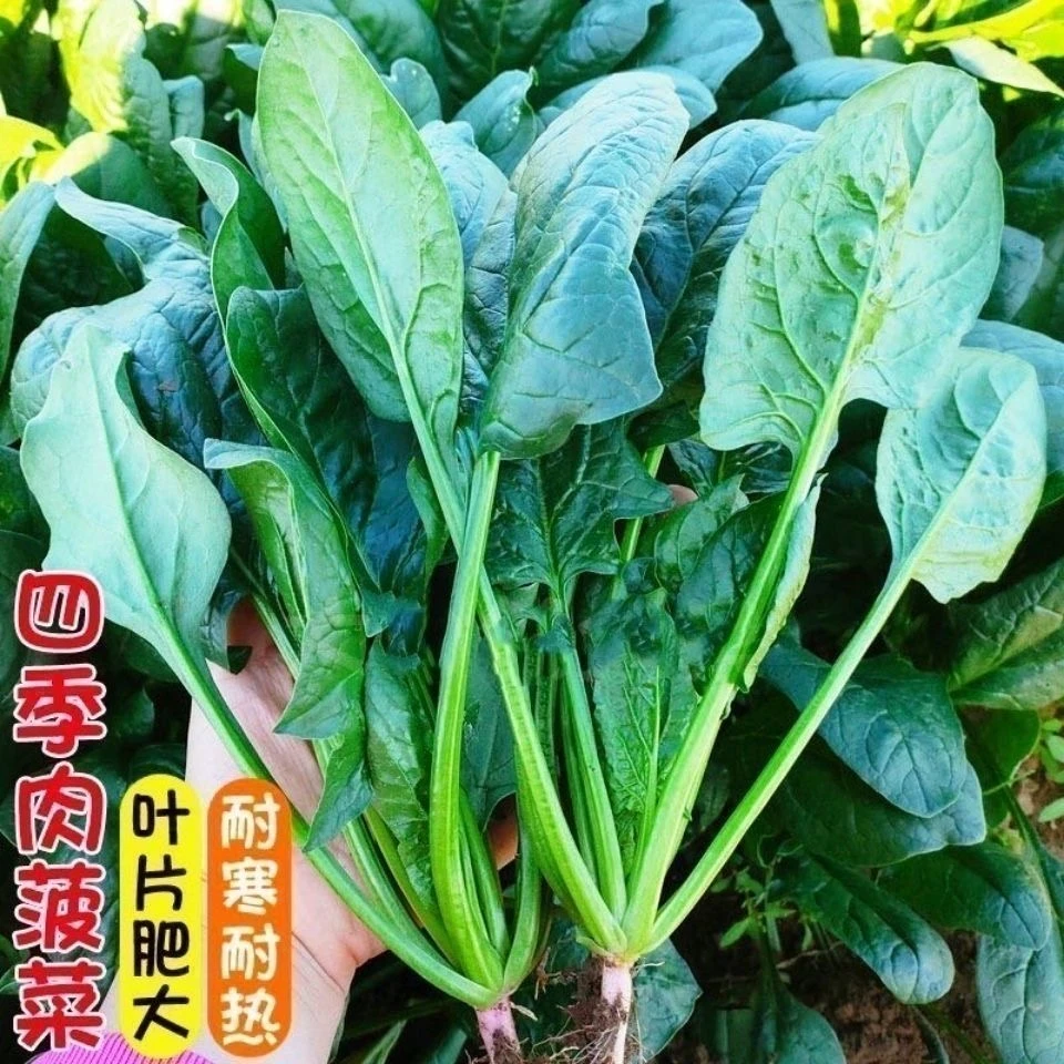 【满5包包邮】大叶菠菜种子夏季种籽菠菜种籽春秋冬四季农家蔬菜