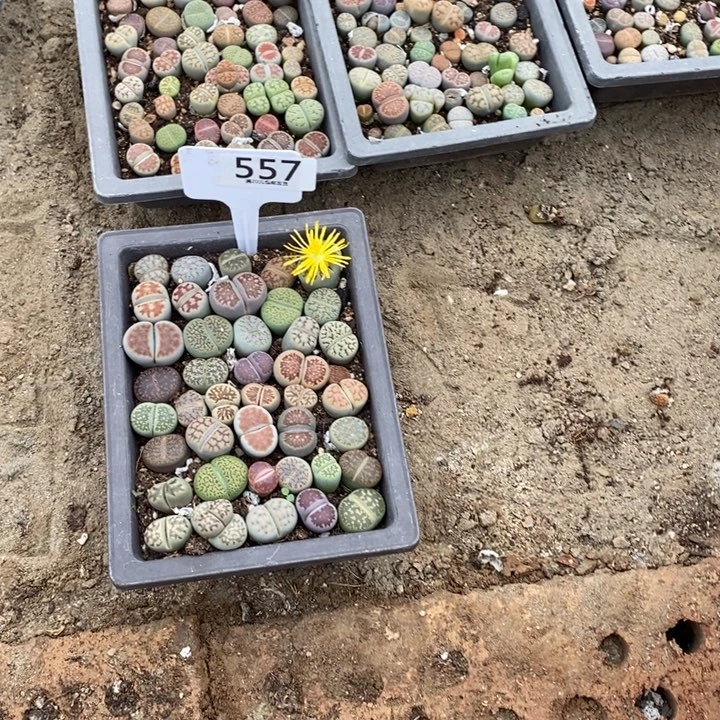 阿***蕾生石花等植物的生长557