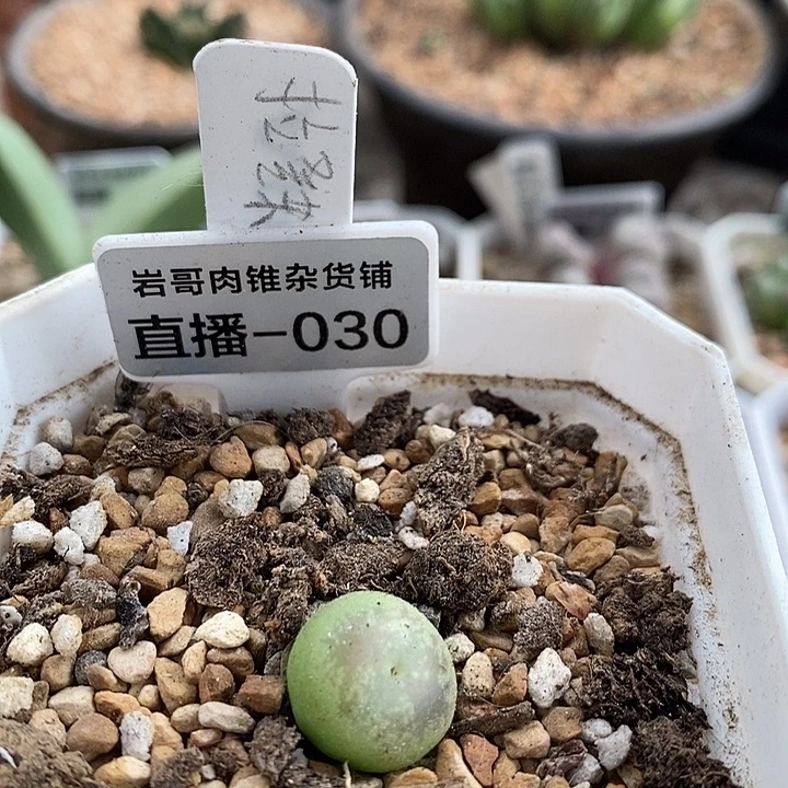 4年拉登杂交一颗
