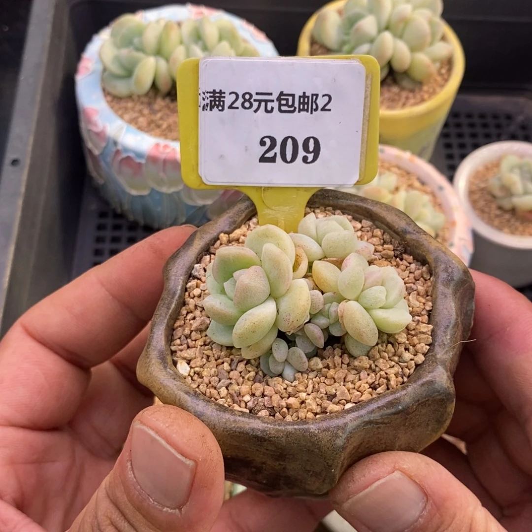 黑***妮2209冰玉石化8头多肉