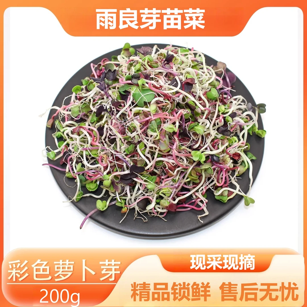 现采新鲜七彩萝卜芽轻食凉拌西餐冷菜摆盘装饰蔬菜