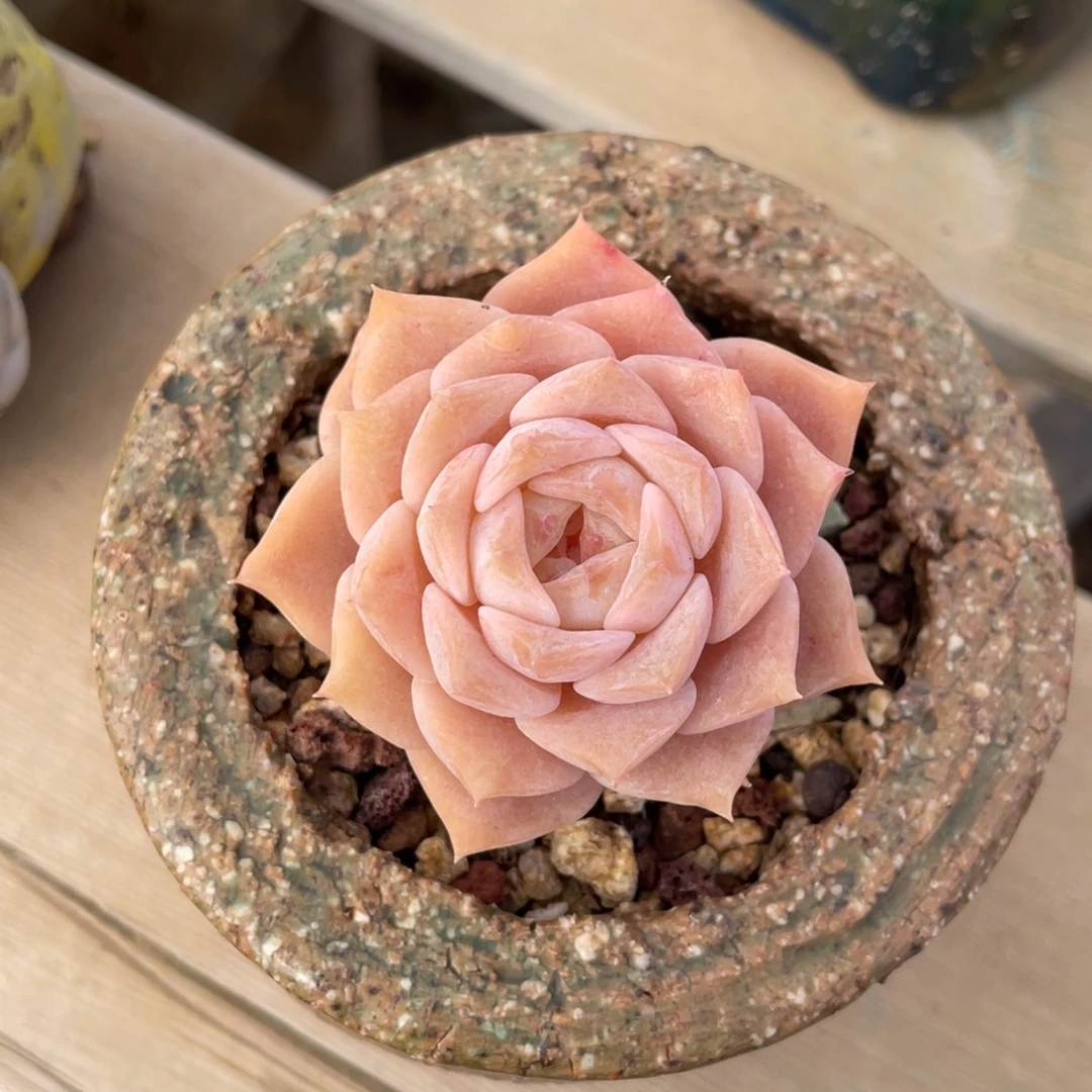 果冻色单头杂交带盆