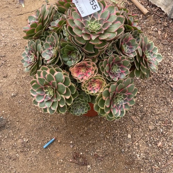 多肉粉花妖法师055