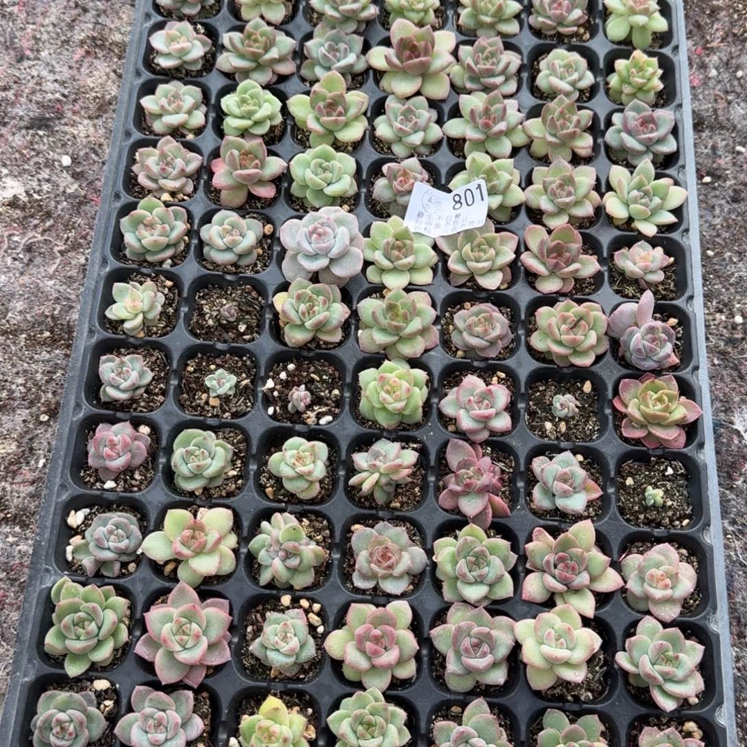 如图801播种麦芽糖穴盘不售后