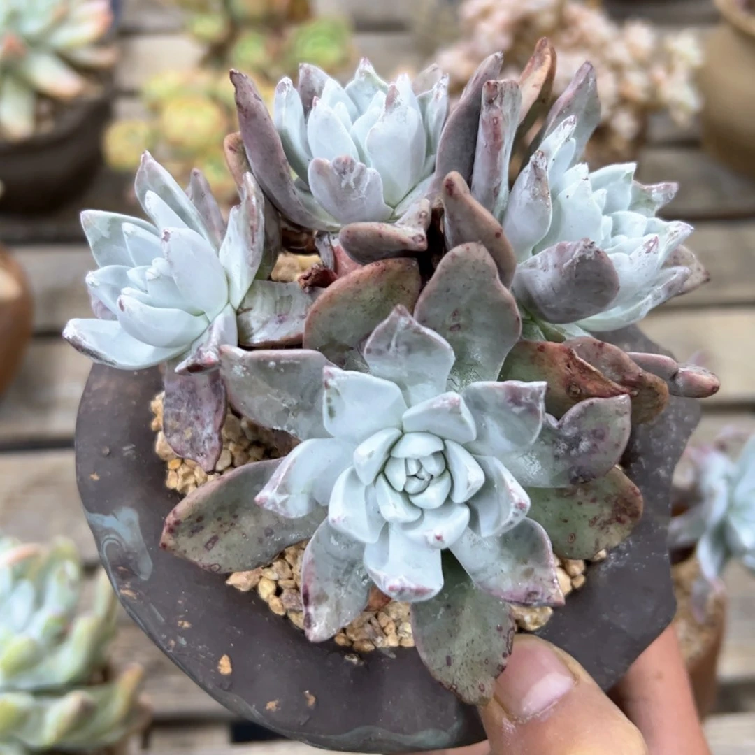 ?****?仙女杂32零零多肉植物