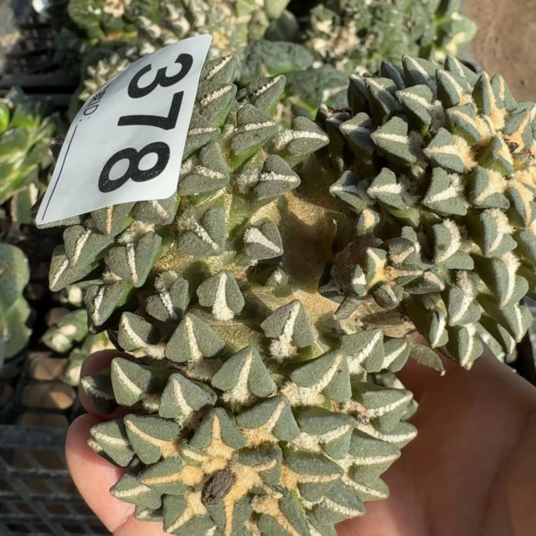 【闪购商品】我****夜三头苗接黑378仙人球