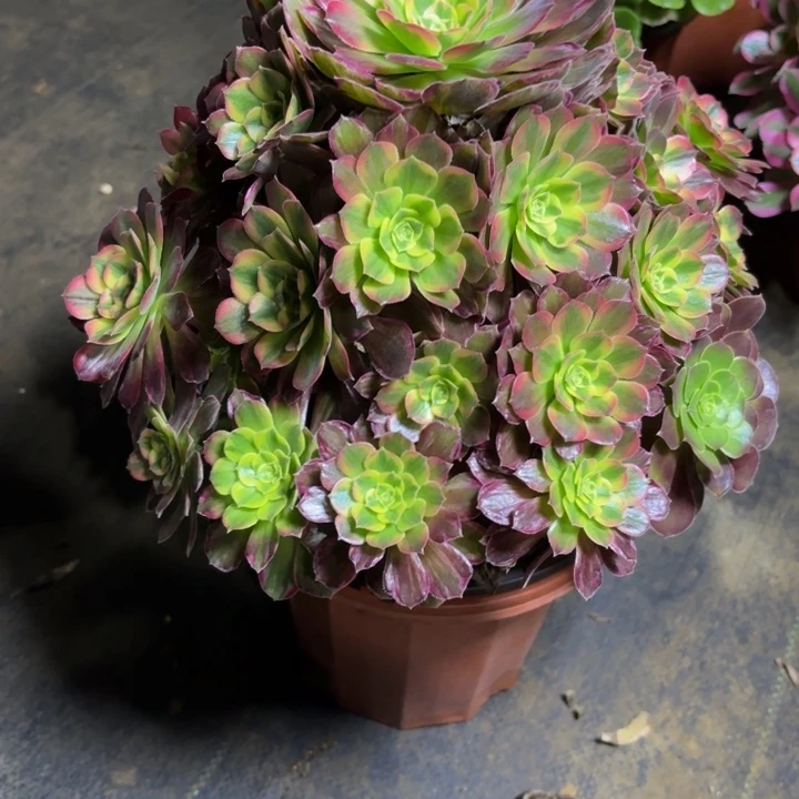 瑞妈，，，。。。。700安娜，