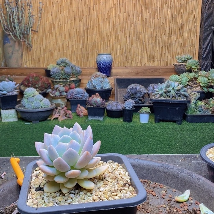 柠***草395号半夏多肉植物