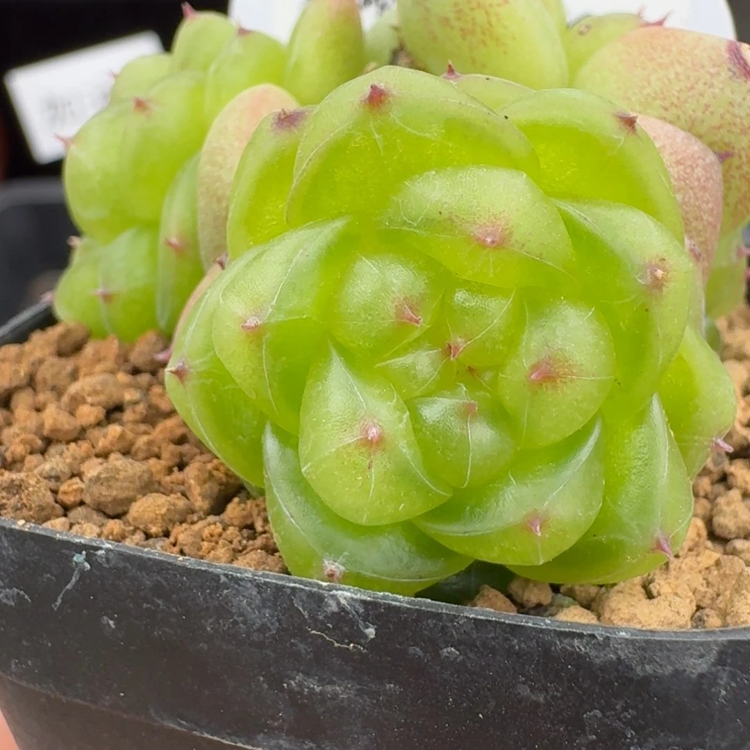 0602-13-无双三头一颗