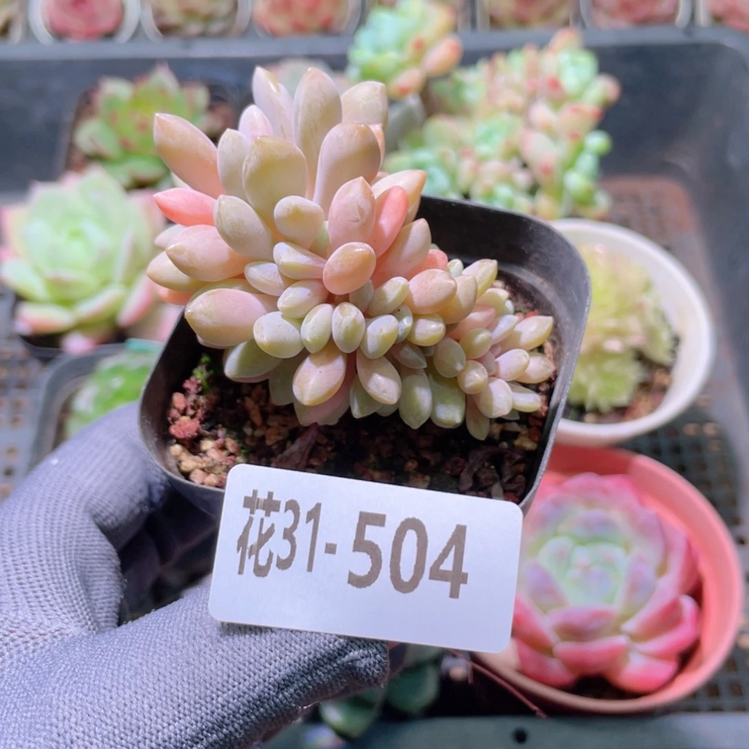 花利美31-504醉美人缀化