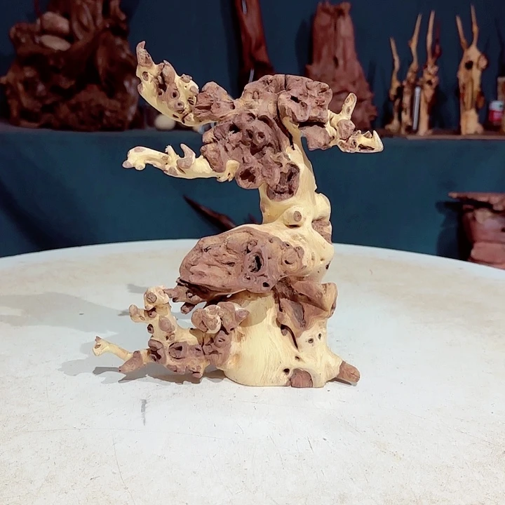 黑果木大***族322金丝红木羊蹄甲半成品