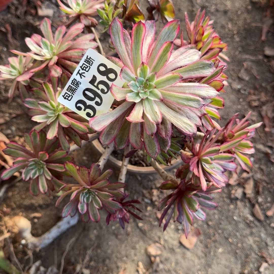 法师紫霞无售后3958 19-15