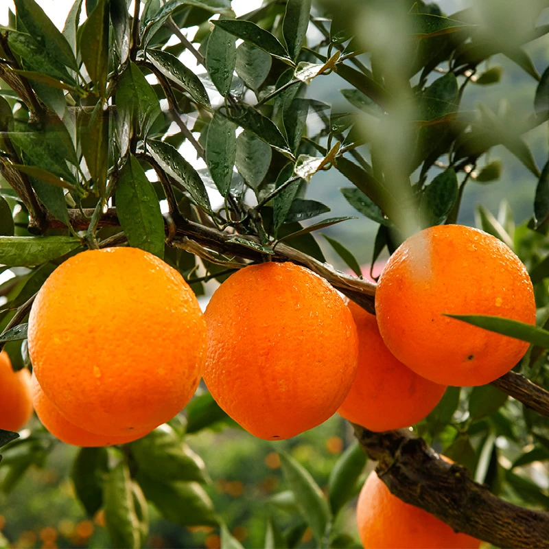 江西正宗赣南脐橙 新鲜应季水果 香甜多汁
