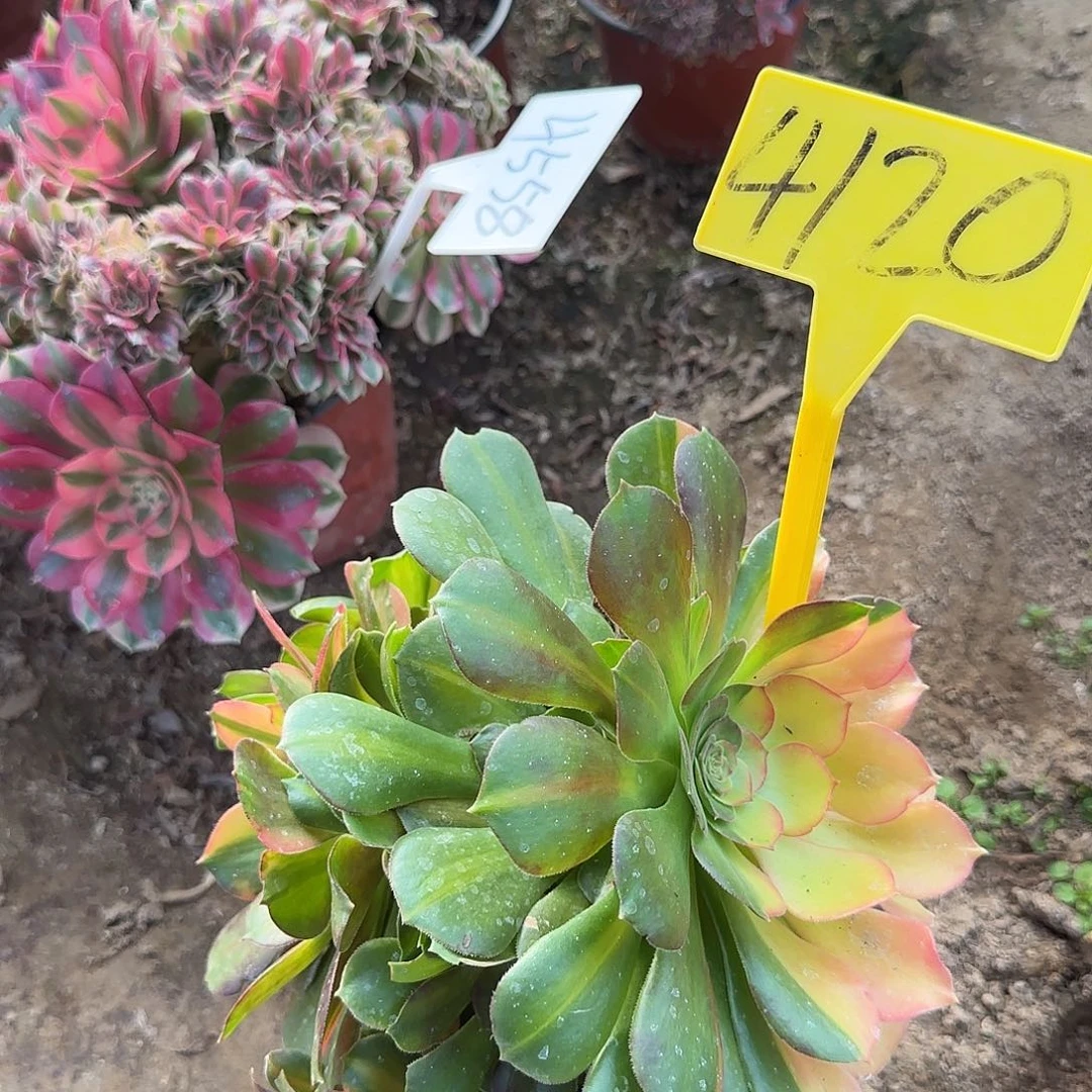 4120+-七彩邵修七彩多头