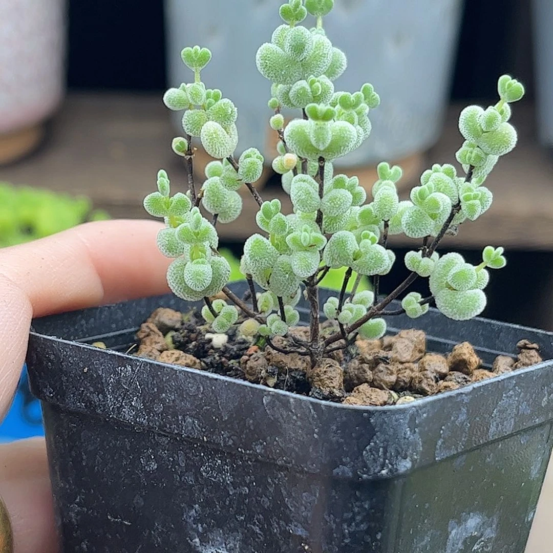 23白底实生莱斯优选枝干