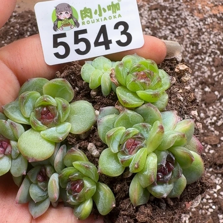 多肉植物多肉植物