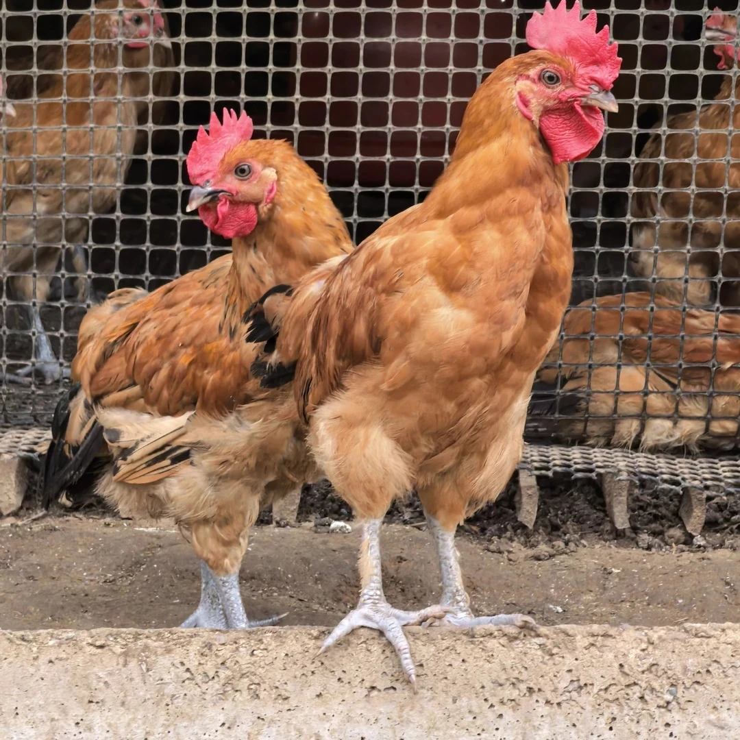 皖南土鸡-疫苗齐全！一斤以上发货！拍5送2到手7只！下蛋多/高品质！宠物土鸡