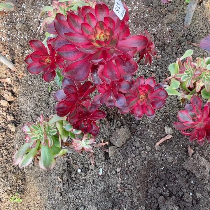 花***语415烈焰多肉113456789