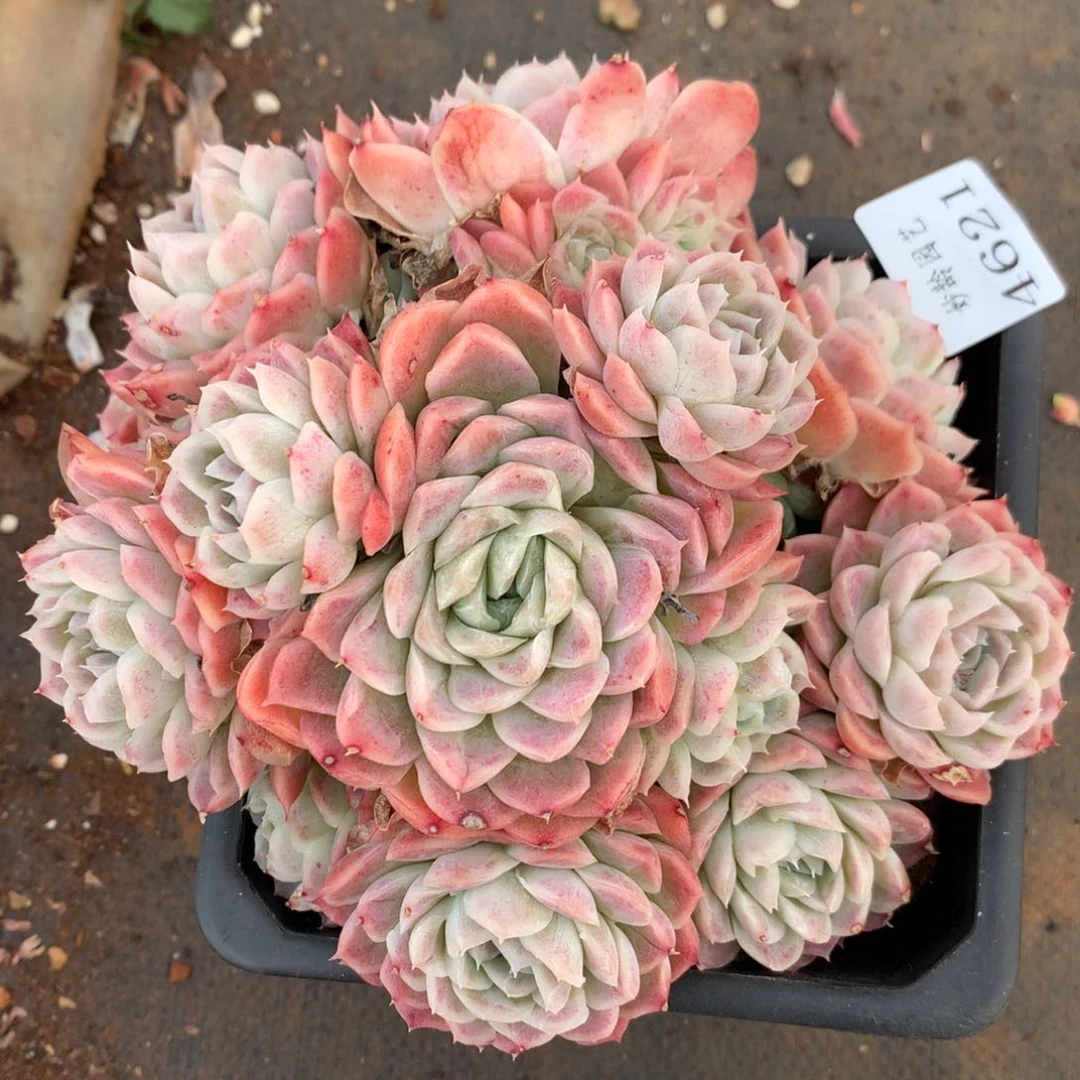 4621杂交精品基地16厘米