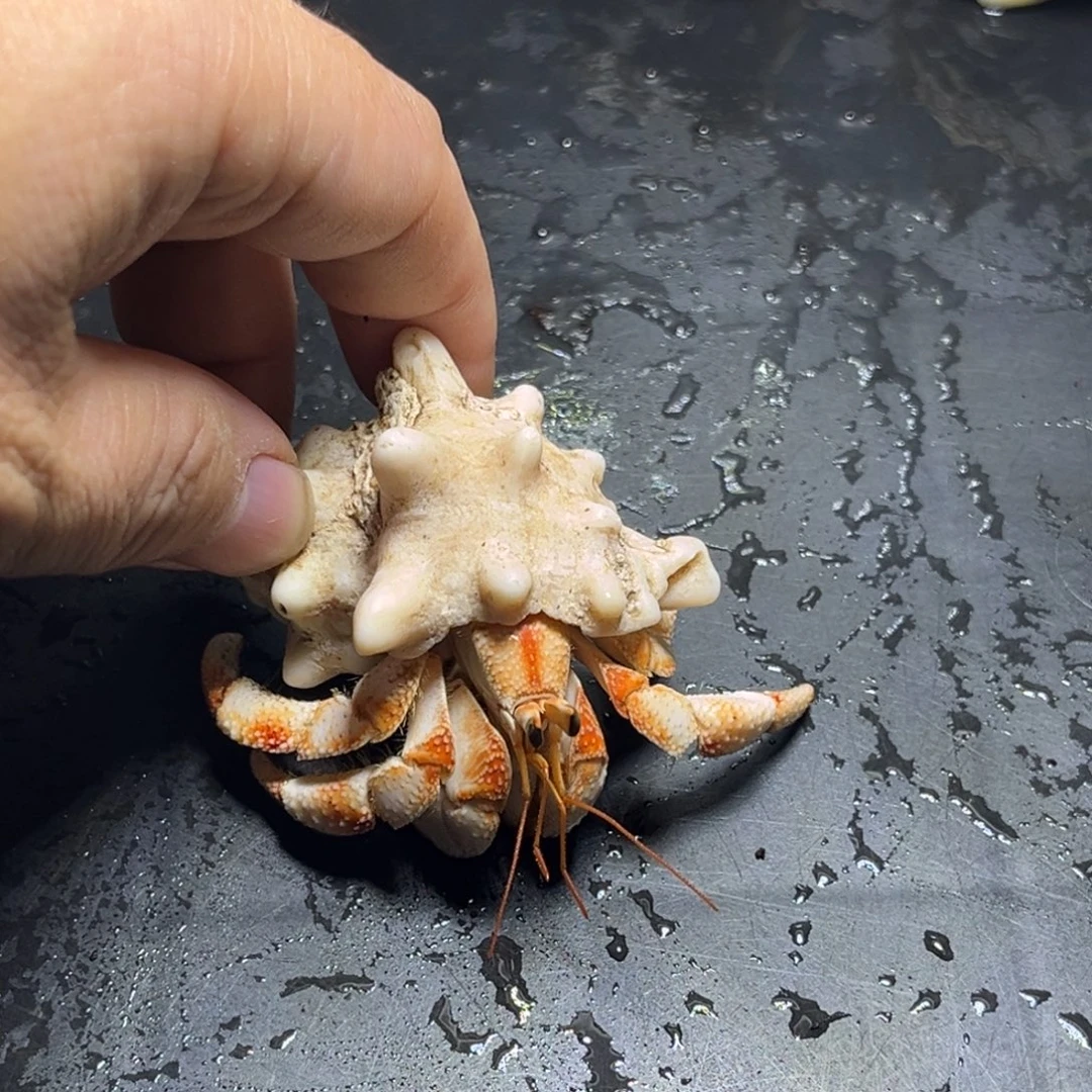 闪1号毛球2.5口径