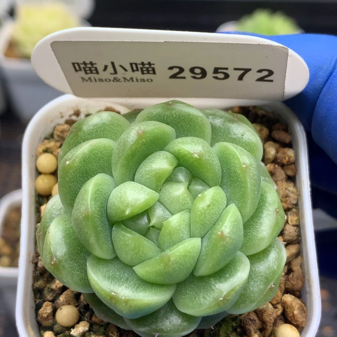 多肉植物杂交珍妮