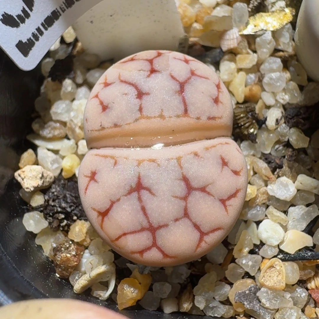 绝绝绝子生石花3013