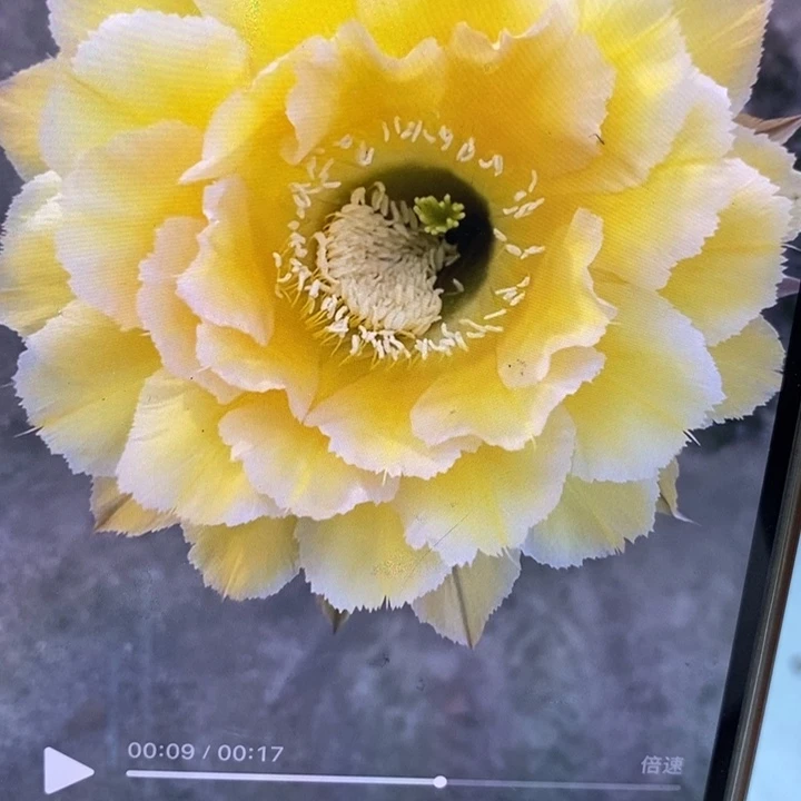 香香新黄白侧芽3.5